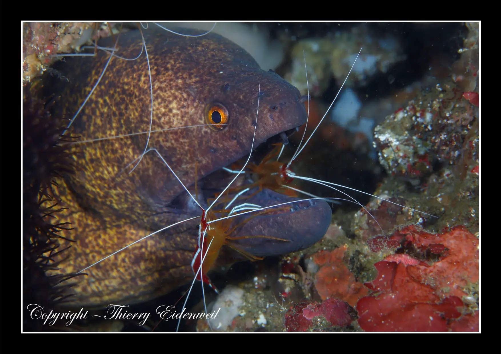 Anilao Macro Dive Media Highlight